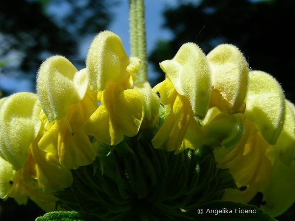 Phlomis russeliana, Blüten Detail  © Mag. Angelika Ficenc