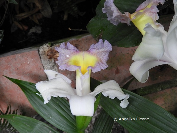   Sobralia sp.  © Mag. Angelika Ficenc