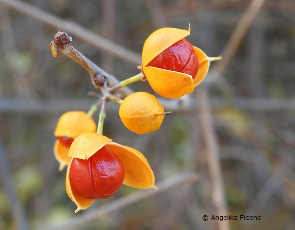 Celastrus orbiculatus var. orbiculatus,   © Mag. Angelika Ficenc