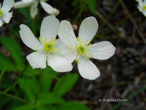 Ranunculus platanifolius - Platanen Hahnenfuß  © Mag. Angelika Ficenc