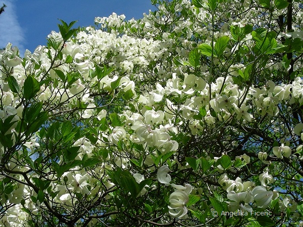 Cornus florida "Alba",     © Mag. Angelika Ficenc