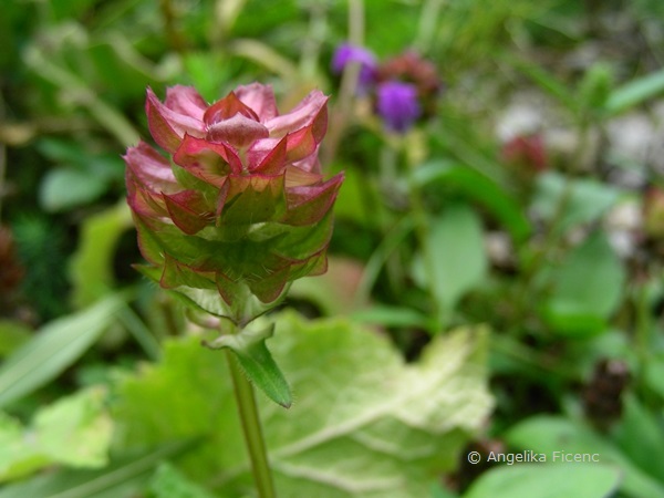 Prunella grandiflora - Großblütige Braunelle  © Mag. Angelika Ficenc