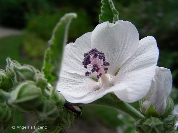 Alcea ficifolia - Holländische Stockrose  © Mag. Angelika Ficenc