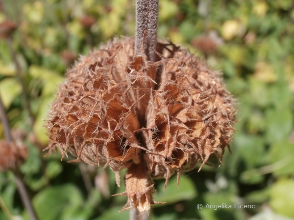 Phlomis russeliana, Samenstand  © Mag. Angelika Ficenc