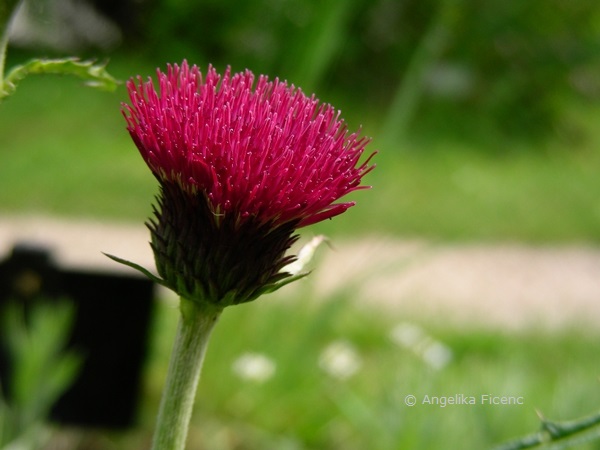 Cirsium rivulare "Atropurpureum" © Mag. Angelika Ficenc