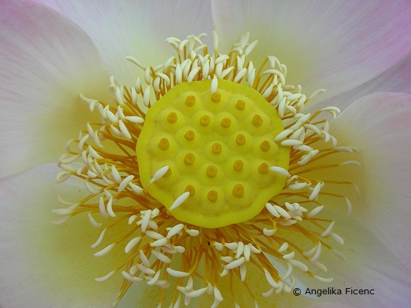 Nelumbo nucifera - Indische Lotusblume, Fruchtknoten mit eingesenkten Narben  © Mag. Angelika Ficenc