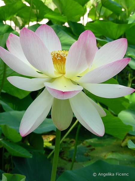 Nelumbo nucifera - Indische Lotusblume, Blüte in Seitenansicht  © Mag. Angelika Ficenc