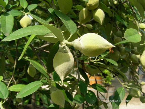 Lagunaria patersonica - Norfolkeibisch  © Mag. Angelika Ficenc