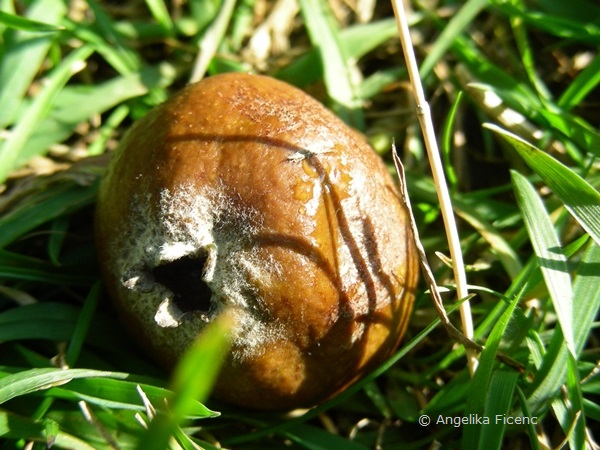 Pyrus salicifolia - Weidenbirne, überreife Frucht  © Mag. Angelika Ficenc