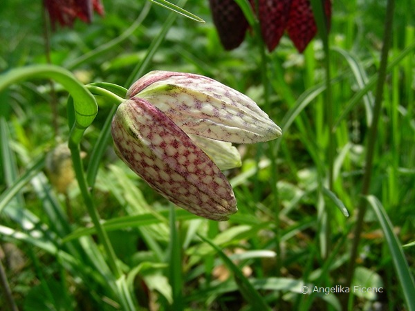 Fritillaria meleagris - Schachbrettblume,   © Mag. Angelika Ficenc