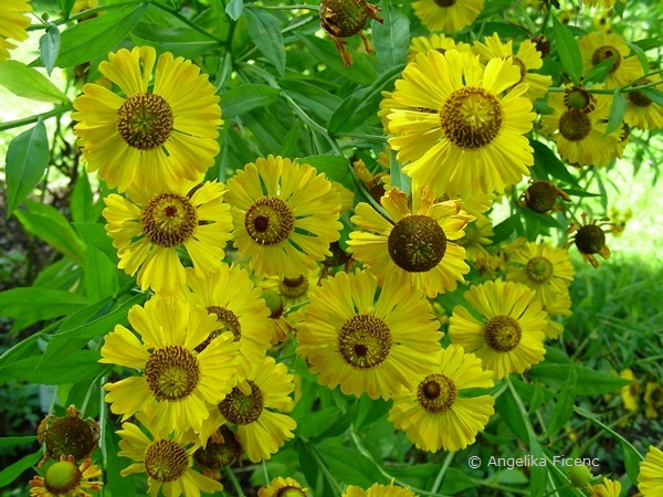 Helenium autumnale - Gewöhnliche Sonnenbraut  © Mag. Angelika Ficenc