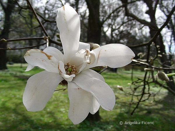 Magnolia cf. kobus - Kobushi Magnolie,   © Mag. Angelika Ficenc