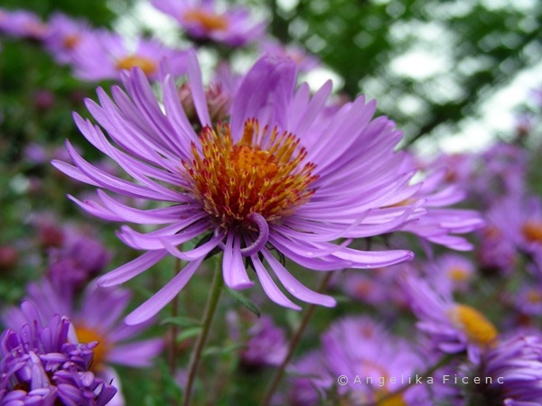 Aster novi-angliae  © Mag. Angelika Ficenc