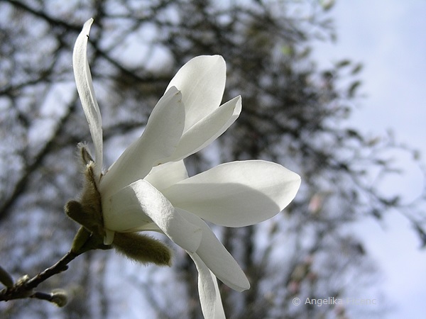 Magnolia cf. kobus - Kobushi Magnolie,  © Mag. Angelika Ficenc