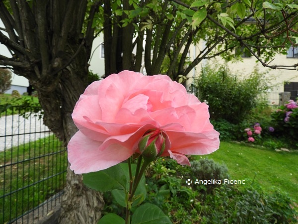 Rose "Queen Elisabeth"   © Mag. Angelika Ficenc