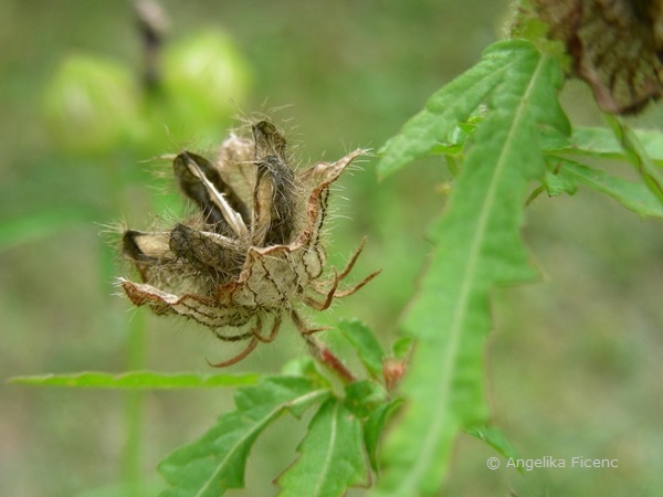 Hibiscus trionum, reife aufgesprungene Kapselfrucht  © Mag. Angelika Ficenc