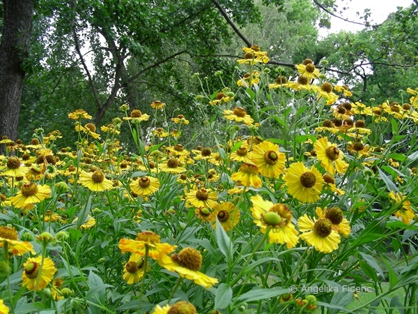 Helenium autumnale - Gewöhnliche Sonnenbraut, Habitus  © Mag. Angelika Ficenc