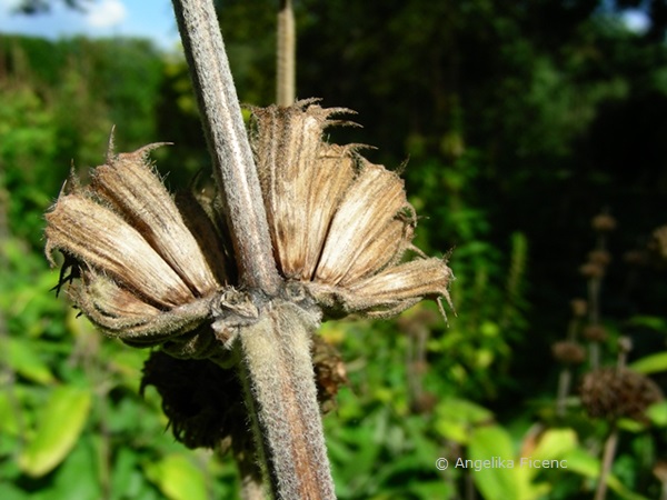 Phlomis russeliana, Samenstand  © Mag. Angelika Ficenc