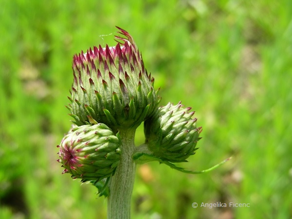 Cirsium rivulare "Atropurpureum" © Mag. Angelika Ficenc