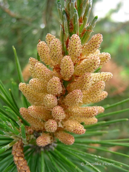 Pinus mugo - Berg Kiefer,  männliche Blüten  © Mag. Angelika Ficenc