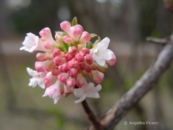 Viburnum farreri, Blütenstand mit Knospen  © Mag. Angelika Ficenc