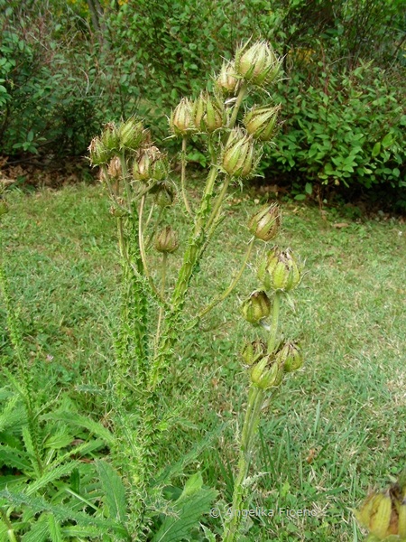 Berkheya purpurea, Habitus  © Mag. Angelika Ficenc