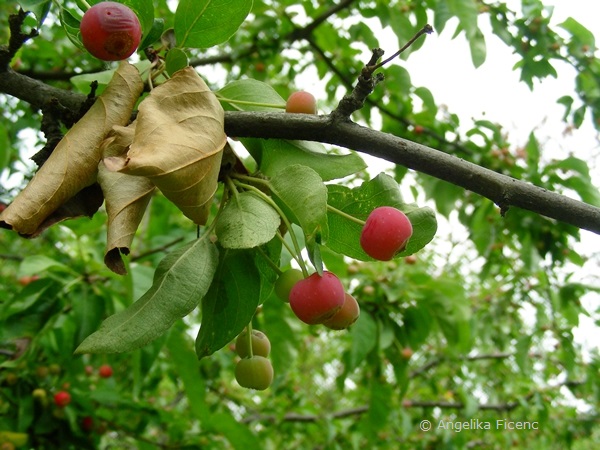 Malus baccata - Beerenapfel, Früchte  © Mag. Angelika Ficenc