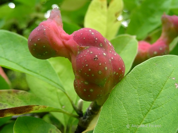 Magnolia cf. kobus - Kobushi Magnolie, Fruchtstand  © Mag. Angelika Ficenc