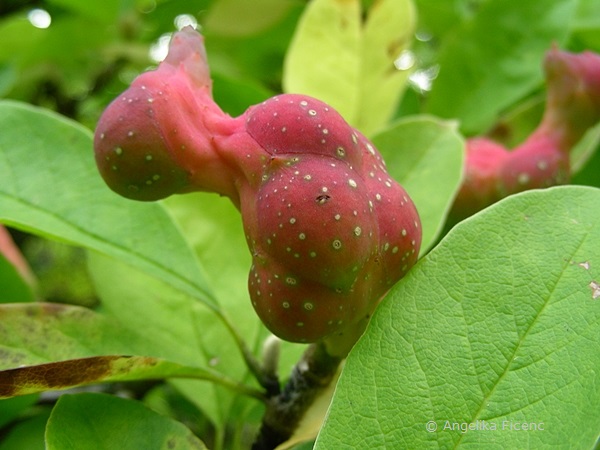 Magnolia cf. kobus - Kobushi Magnolie, Fruchtstand  © Mag. Angelika Ficenc