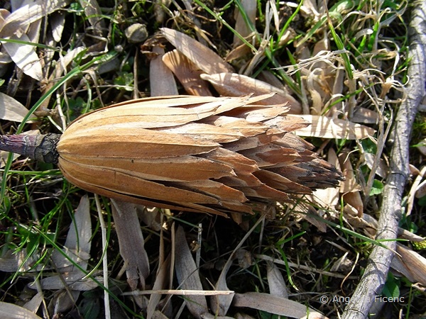 Liriodendron tulipifera, Tulpenbaum,   © Mag. Angelika Ficenc