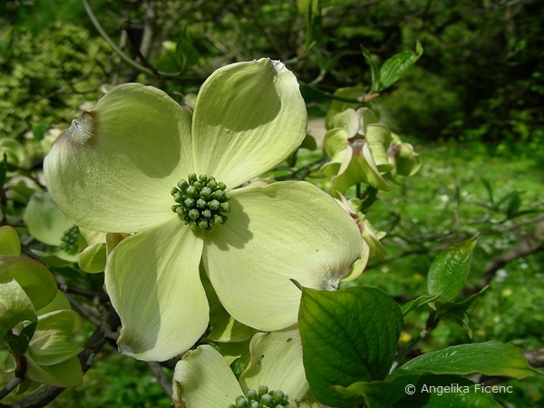 Cornus florida "Alba",     © Mag. Angelika Ficenc