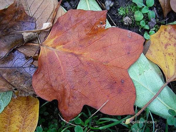 Liriodendron tulipifera, Tulpenbaum,   © Mag. Angelika Ficenc