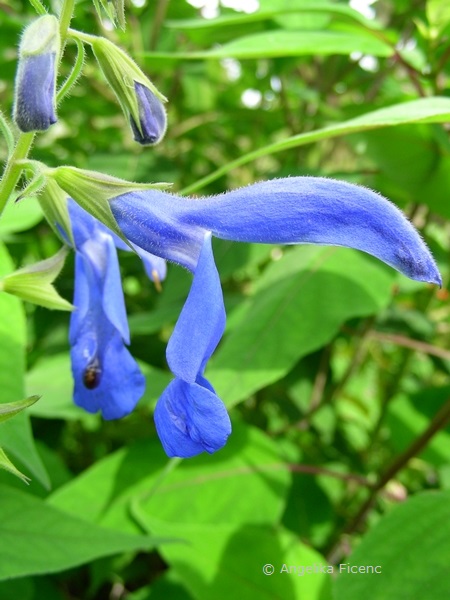 Salvia patens - Mexikanischer Salbei  © Mag. Angelika Ficenc