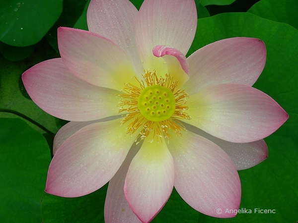 Nelumbo nucifera - Indische Lotusblume, Blüte in Aufsicht, Fruchtknoten im Zentrum  © Mag. Angelika Ficenc