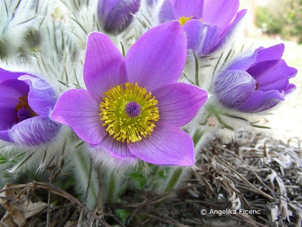 Pulsatilla grandis - Große Küchenschelle, Blüte  © Mag. Angelika Ficenc