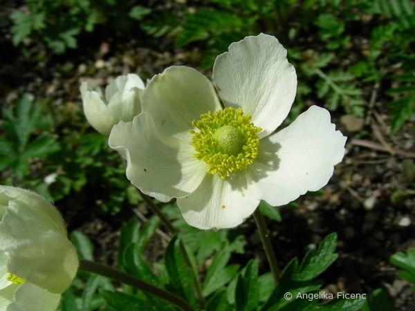 Anemone sylvestris - Großes Windröschen, Blüte  © Mag. Angelika Ficenc