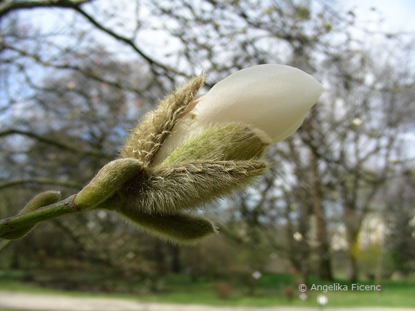 Magnolia cf. kobus - Kobushi Magnolie,   © Mag. Angelika Ficenc