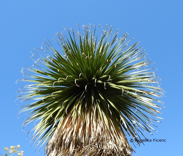 Xanthorrhoea sm - Grasbaum      © Mag. Angelika Ficenc