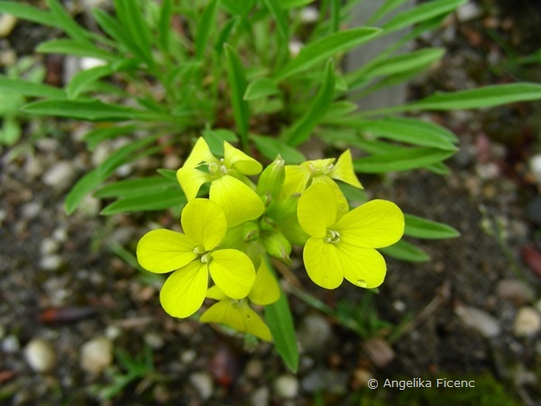 Erysium yugicola - Piemonteser Schöterich  © Mag. Angelika Ficenc