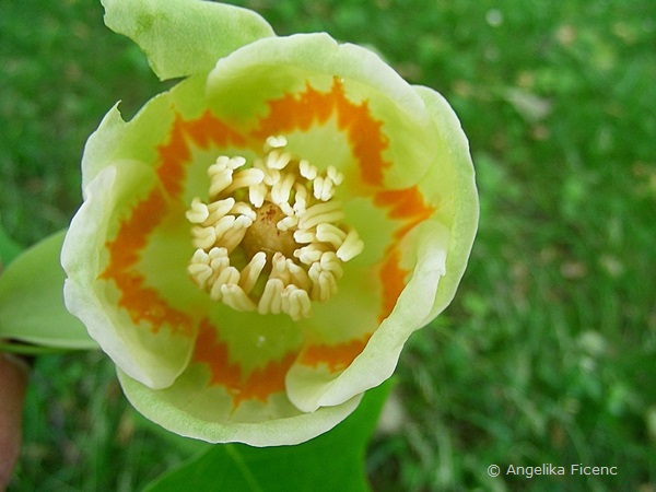 Liriodendron tulipifera, Tulpenbaum,   © Mag. Angelika Ficenc