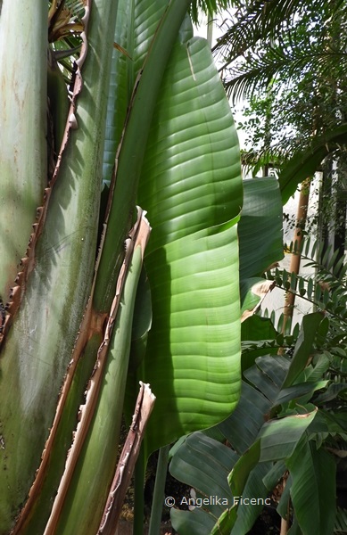 Strelitzia alba - Weiße Paradiesvogelblume, Laubblatt  © Mag. Angelika Ficenc