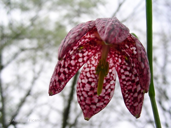 Fritillaria meleagris - Schachbrettblume  © Mag. Angelika Ficenc