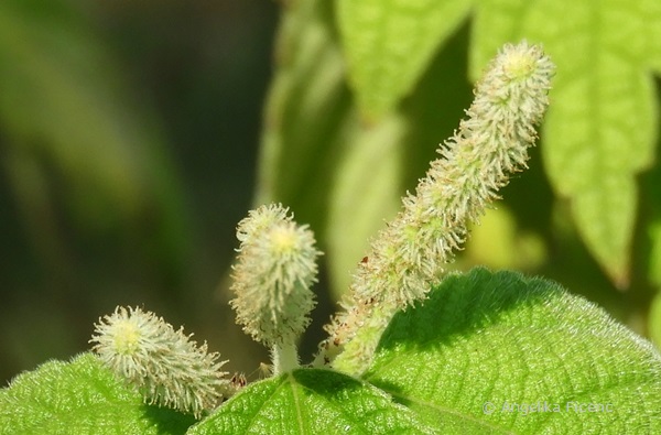 Boehmeria platanifolia - Böhmeria    © Mag. Angelika Ficenc