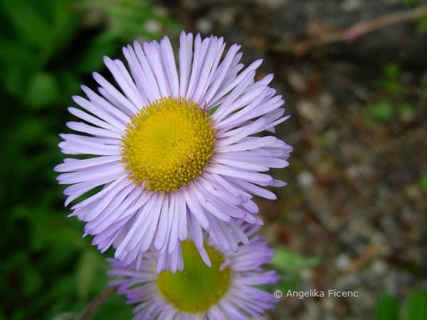 Erigeron glabellus - Glattes Berufkraut, Blüte  © Mag. Angelika Ficenc