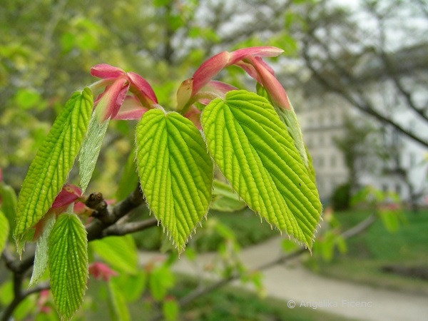 Corylopsis sp. - Scheinhasel, Junge Laubblätter  © Mag. Angelika Ficenc