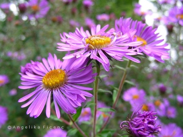 Aster novi-angliae  © Mag. Angelika Ficenc