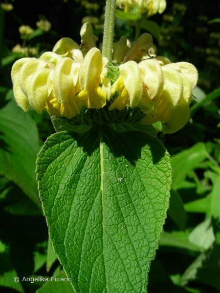 Phlomis russeliana, Scheinquirl und Blatt  © Mag. Angelika Ficenc