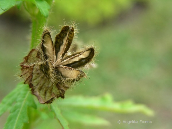 Hibiscus trionum, reife aufgesprungene Kapselfrucht  © Mag. Angelika Ficenc