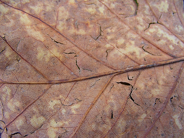 Liriodendron tulipifera, Tulpenbaum,   © Mag. Angelika Ficenc