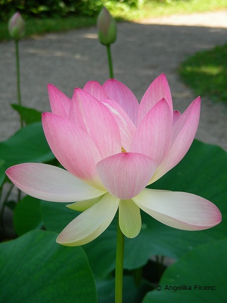 Nelumbo nucifera - Indische Lotusblume, Blüte in Seitenansicht  © Mag. Angelika Ficenc